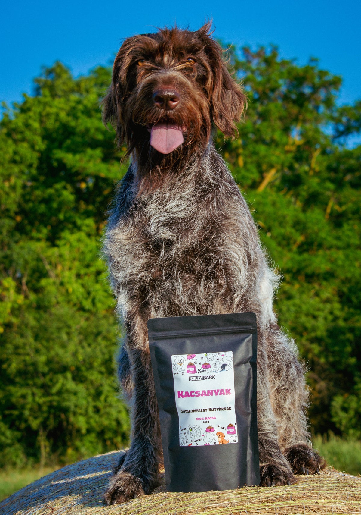 BellyBark 100% kacsanyak természetes kutya jutalomfalat egy kutya előtt, szabadtéri környezetben