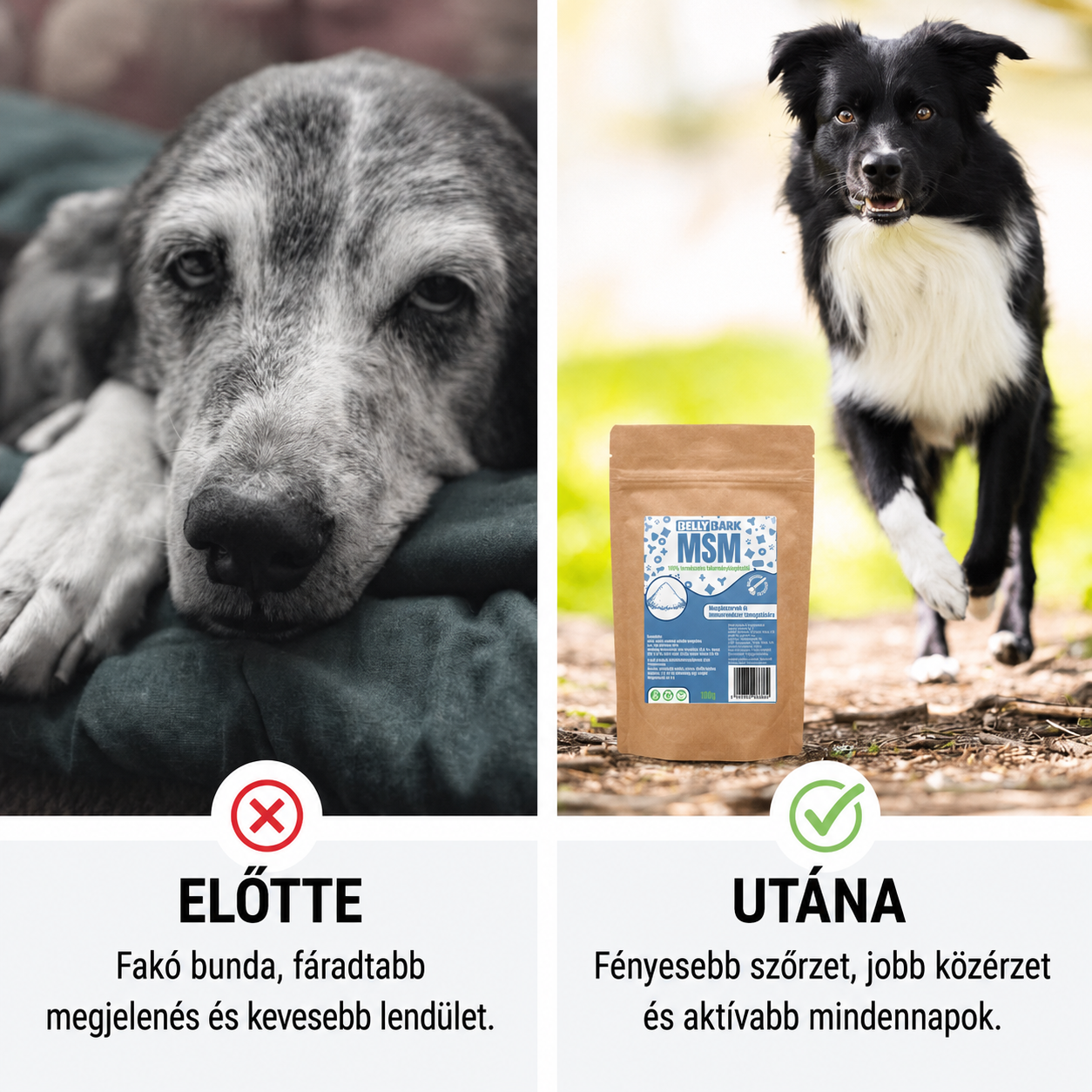 MSM por kutyáknak